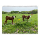 Search for calf calendars Cow