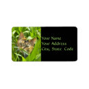 Search for rescue cats return address labels Kitten