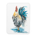 Search for rooster magnets Bird