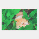Search for cat posters stickers Kitten