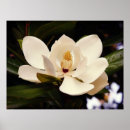 Search for white bloom posters Nature