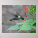 Search for sip art Hummingbirds