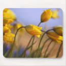 Search for marion mousepads Nobody