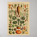 Search for vintage vegetable posters French