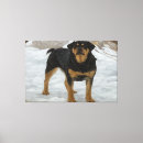 Search for rottweiler canvas prints Dog