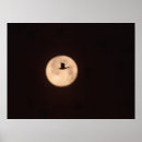 Search for bosque del apache posters Snow goose