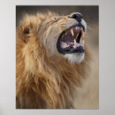 Search for roaring lion posters Africa