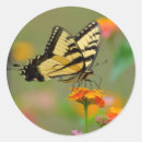 Search for tiger swallowtail stickers Yellow