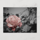 Search for rose macro postcards Closeup