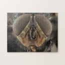 Search for compound eye Entomology