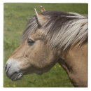 Search for fjord horse Animal