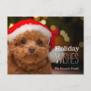 Search for poodle photography Red