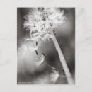 Search for medicinal plants postcards Medicine