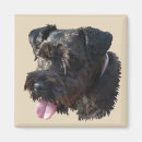 Search for junior magnets Black