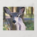 Search for mule deer postcards Doe