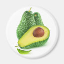 Search for avocado magnets Vegetable