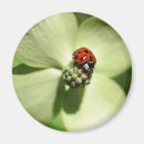 Search for bug pictures magnets Ladybug