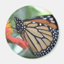 Search for monarch butterfly magnets Garden
