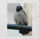 Search for crowing postcards Cute