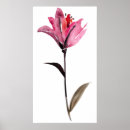 Search for deckled Flowers