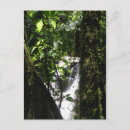 Search for limon postcards Costa rica