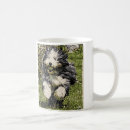 Search for bearded collie Fun