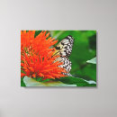 Search for butterfly canvas prints Orange