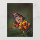 Search for tropical butterfly postcards Insect