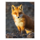 Search for bushi posters Nature