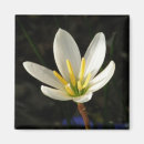 Search for white lily magnets Beautiful