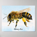 Search for queen bee art Honey