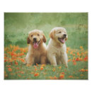 Search for golden retriever art Puppies