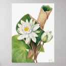 Search for waterlily Pink