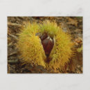 Search for chestnut postcards Sweet