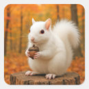 Search for white squirrel stickers Forest
