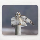 Search for owl ears accessories Nature