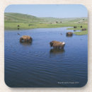 Search for bison barware Animals