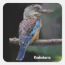 Search for australian bird stickers Wildlife