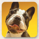 Search for bulldog coasters Photography