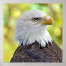 Search for american eagle posters Nature