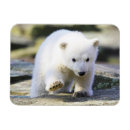 Search for cub magnets Endangered species