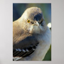 Search for mockingbird posters Nature
