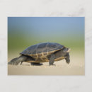 Search for reptile postcards Amphibian