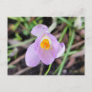 Search for crocus postcards Nature
