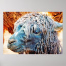 Search for alpaca posters Wild