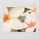 Search for plumeria postcards Tropical