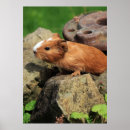 Search for domestication posters For kids