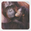 Search for orangutan stickers Primate