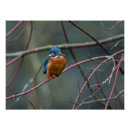 Search for kingfisher posters Wildlife