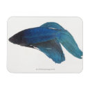 Search for fighting rectangular magnets Colour image